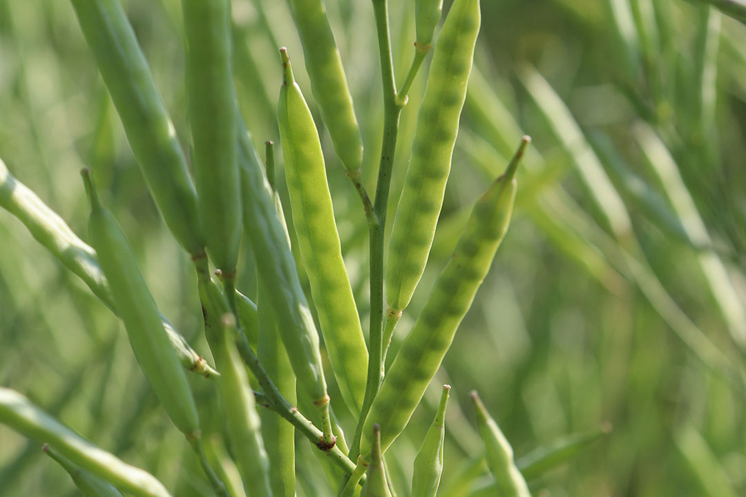 Close up of Carinata pods. Photo:Nuseed