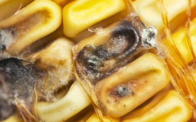 Polish maize full of mycotoxins and unsafe