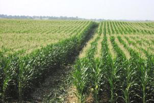 Brazil encourages corn planting with credits