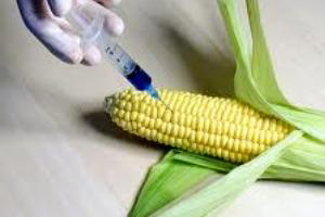 Study finds no signs of nutritional problems from GMO feed