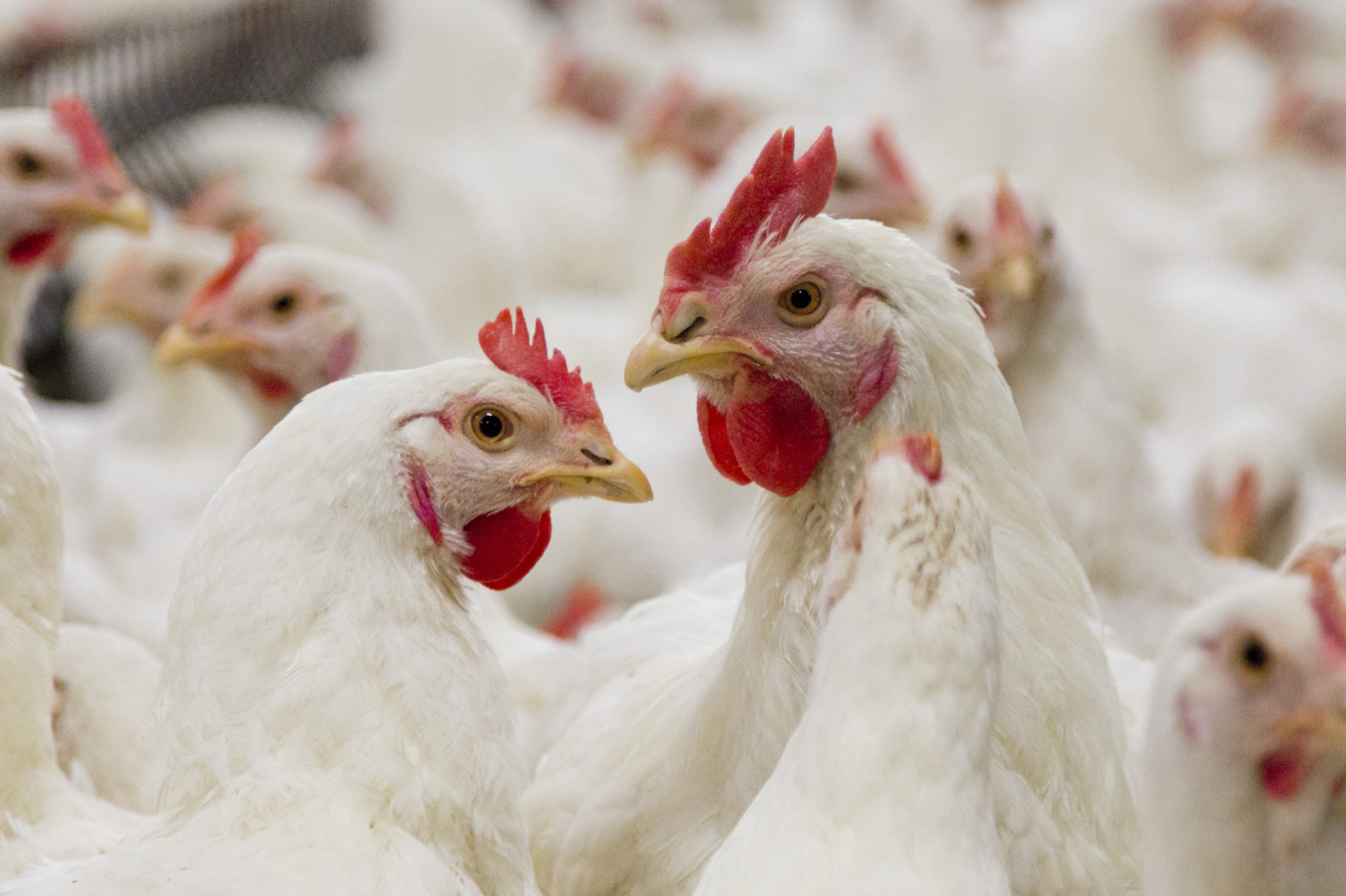 Evaluating broiler diets with lower digestible protein. Photo: Bart Nijs