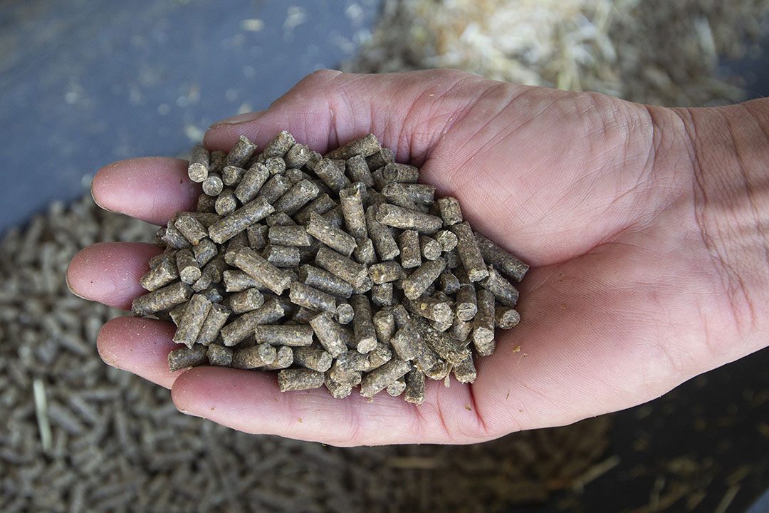 Pelleted animal feed is rich in cereals, but in order to further move towards a circular agriculture, more co-products should be used to feed animals such as pigs and chickens. Photo: Ronald Hissink