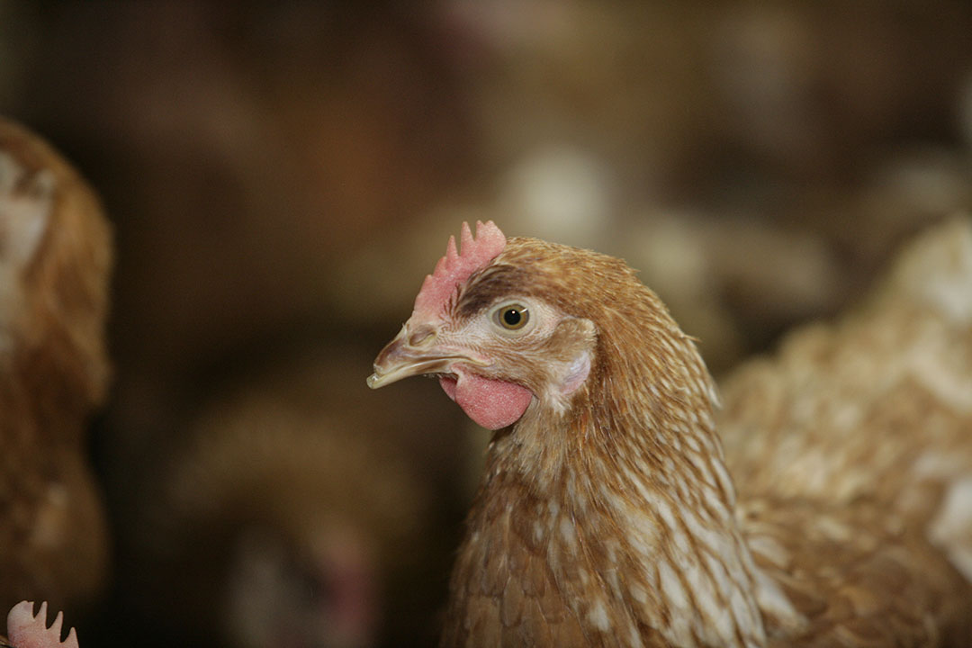 Poultry farming is an extremely important area of industry and extending the reproductive age of birds could significantly increase the industry s potential. Photo: Henk Riswick