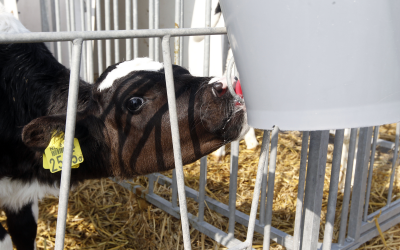 Giving attention to young calves is profitable