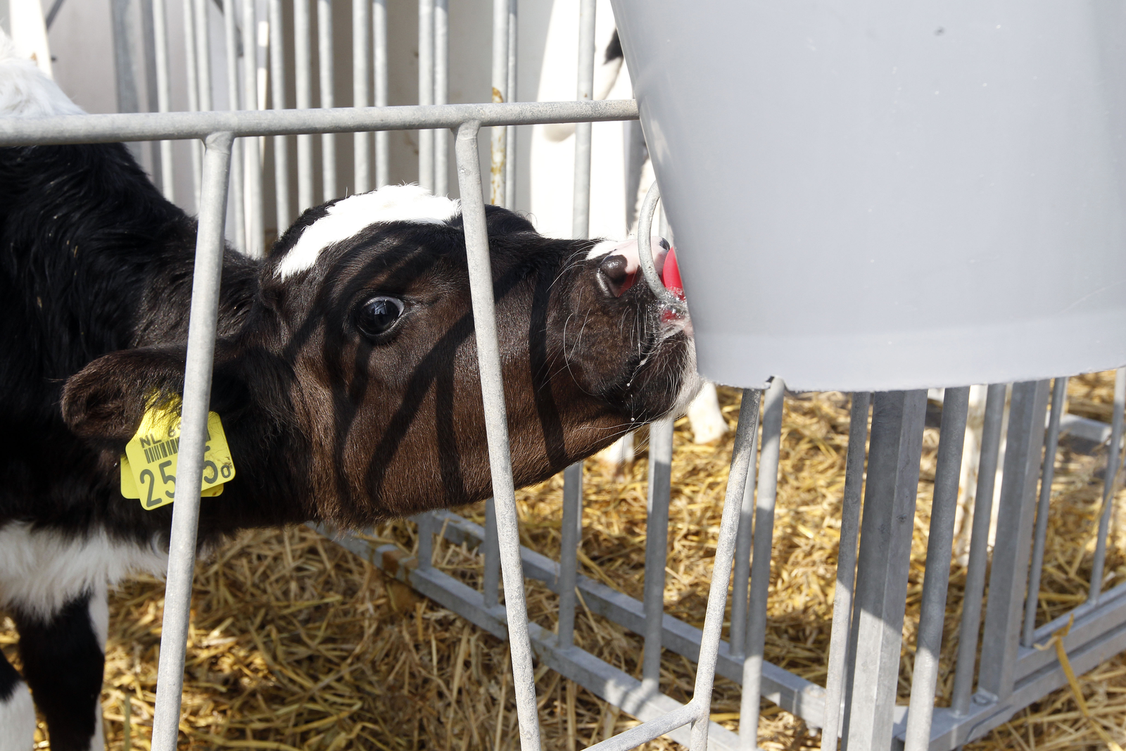 Giving attention to young calves is profitable