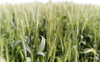 New technology to boost starch content of wheat. Photo: Shutterstock
