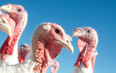 Trial: Effect of decreasing calcium in turkey diets