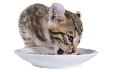 Better digestibility in cats when fed animal plasma. Photo: Dreamstime
