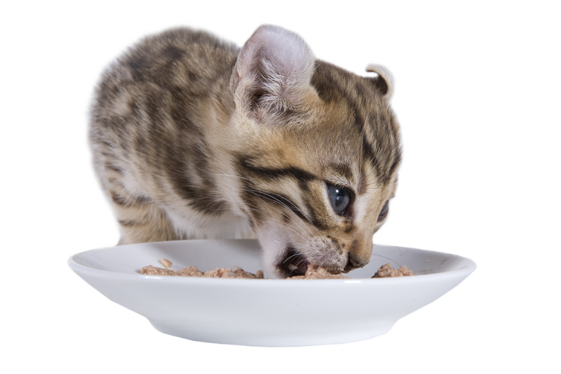 Better digestibility in cats when fed animal plasma. Photo: Dreamstime