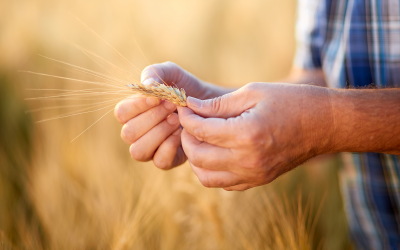 Biomin to test more samples for mycotoxins each year