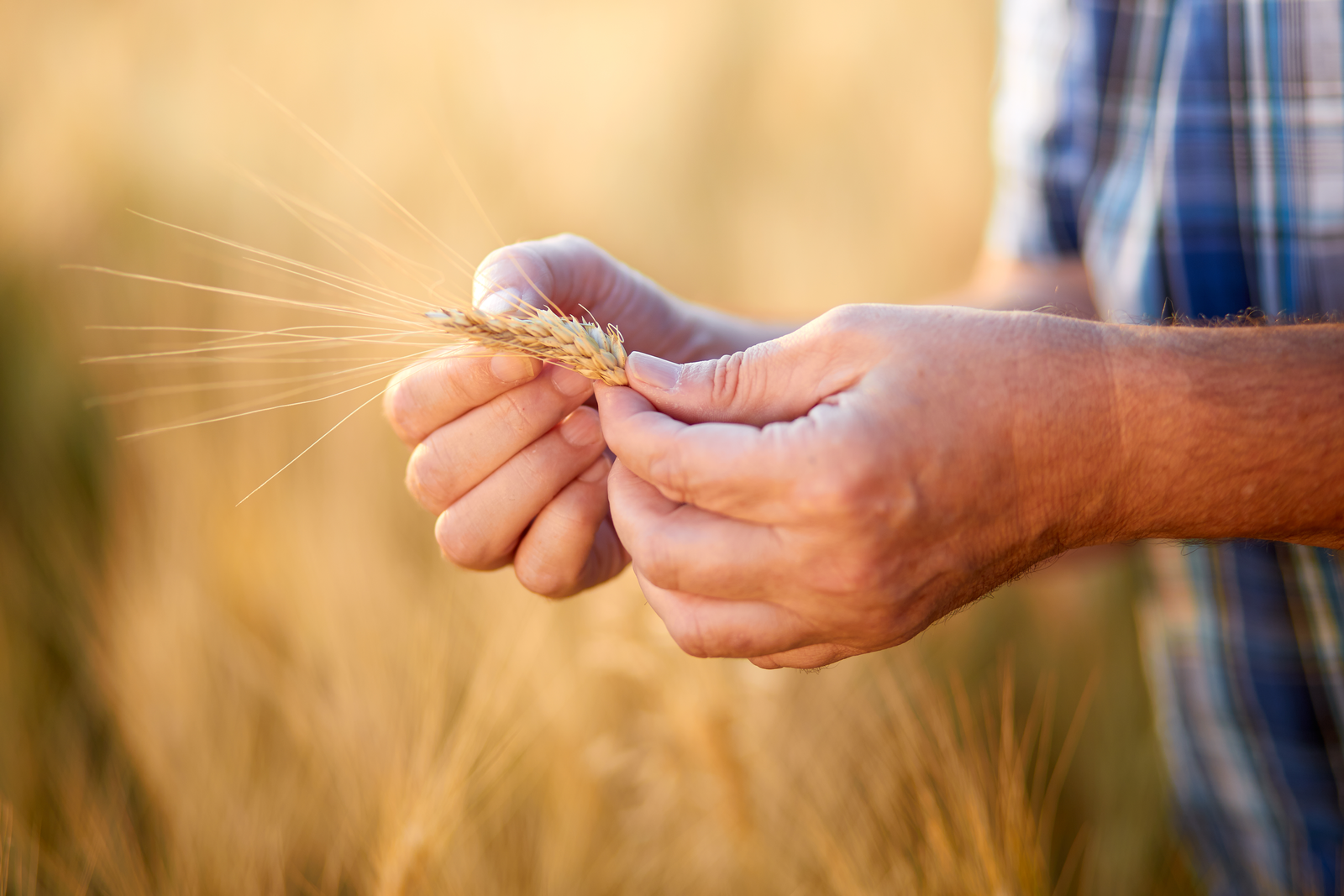 Biomin to test more samples for mycotoxins each year