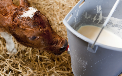 Helping young ruminants fight against parasites. Photo: Jan Willem Schouten