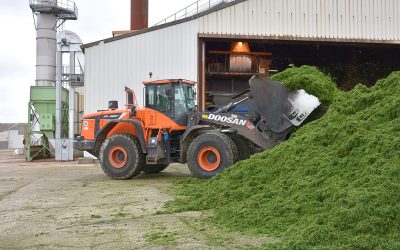 The alfalfa is immediately dried after harvesting. Photos: Chris McCullough