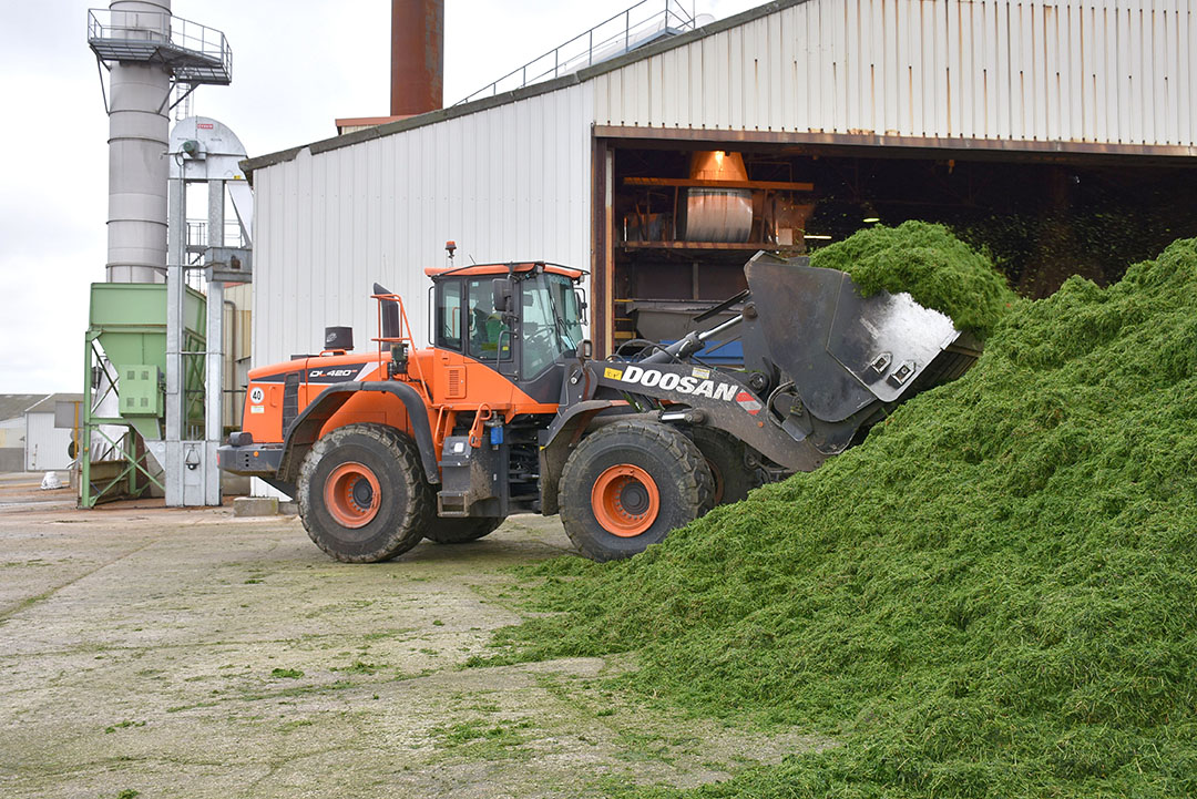 The alfalfa is immediately dried after harvesting. Photos: Chris McCullough