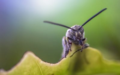 Black soldier fly larvae are utilised in feed production.. - Photo: Shutterstock