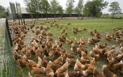 Stricter rules for organic poultry diets in EU