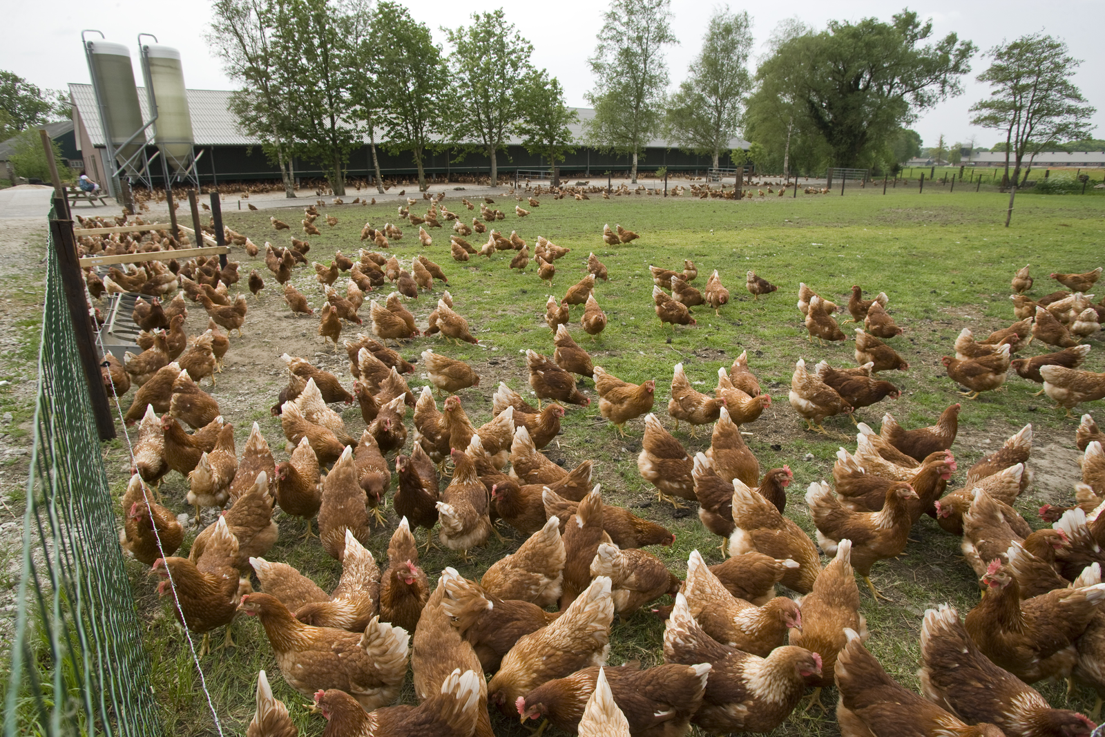 Stricter rules for organic poultry diets in EU