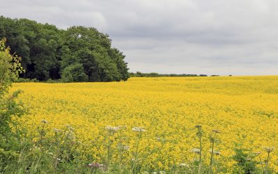 A field of rapeseed, colouring the landscape. Photo: Koos van der Spek