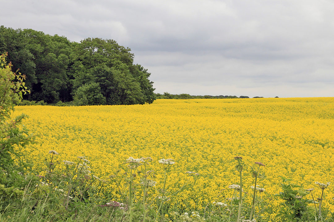 A field of rapeseed, colouring the landscape. Photo: Koos van der Spek