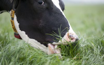 Grazing cropland benefits soil and cow. Photo: Peter Pasveer