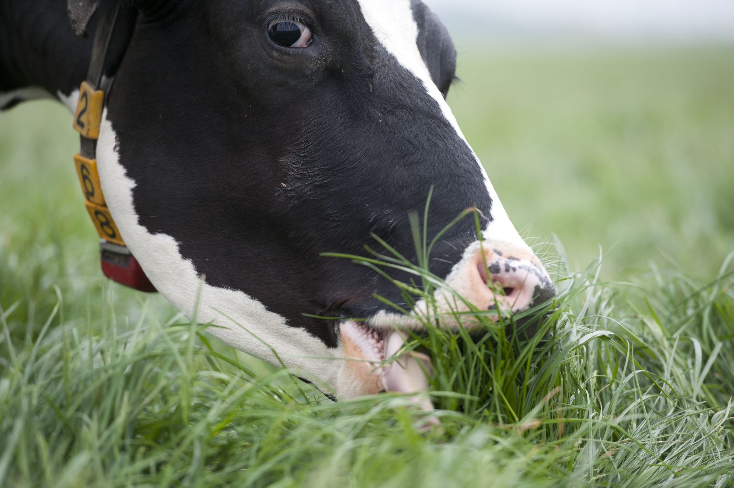 Grazing cropland benefits soil and cow. Photo: Peter Pasveer