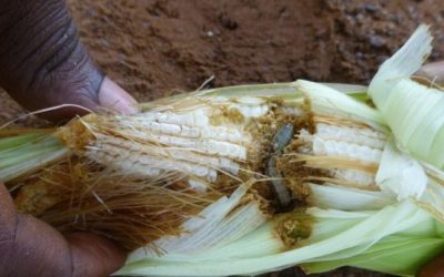 Armyworm in maize is spreading rapidly in Africa. Photo: CABI