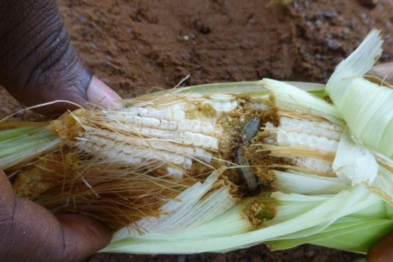 Armyworm in maize is spreading rapidly in Africa. Photo: CABI