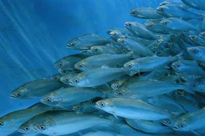 Brazil: Aquaculture giant in the making