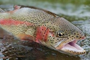 Study: Use of DDGs in rainbow trout feeds