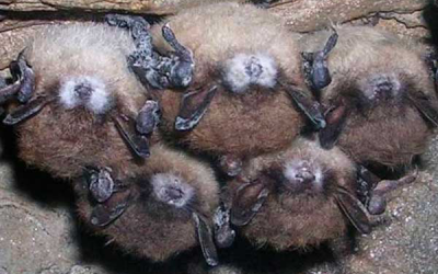 Decline of the bat   major implicates for agriculture
