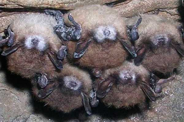 Decline of the bat   major implicates for agriculture