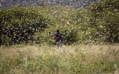 A desert locust swarm in Samburu County, Ololokwe, Kenya. The United Nations Food and Agriculture Organization (FAO) warned that the desert locust swarms that have already reached Somalia, Kenya and Ethiopia could spill over into more countries in East Africa destroying hundreds of thousands of acres of crops. Photo: FAO/Sven Torfinn.