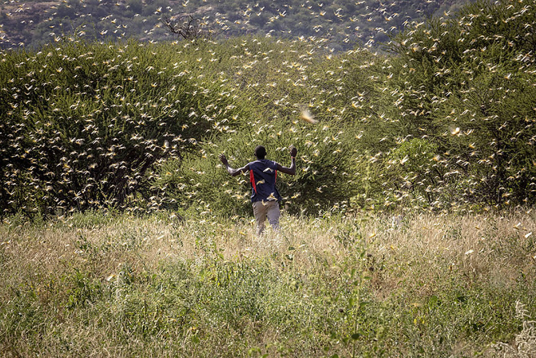 A desert locust swarm in Samburu County, Ololokwe, Kenya. The United Nations Food and Agriculture Organization (FAO) warned that the desert locust swarms that have already reached Somalia, Kenya and Ethiopia could spill over into more countries in East Africa destroying hundreds of thousands of acres of crops. Photo: FAO/Sven Torfinn.