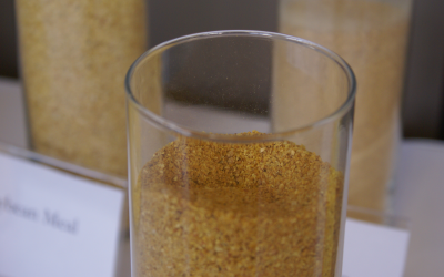 Most mycotoxins in  basic  feedstuffs