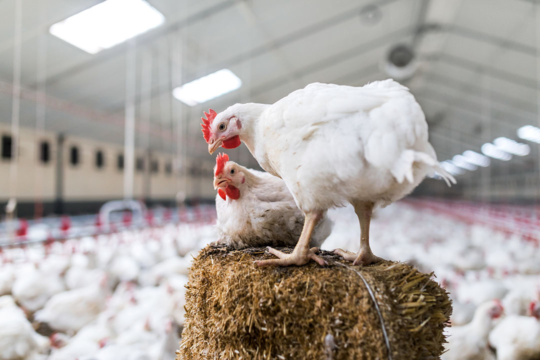 Glycerides of butyric acid: A must for poultry