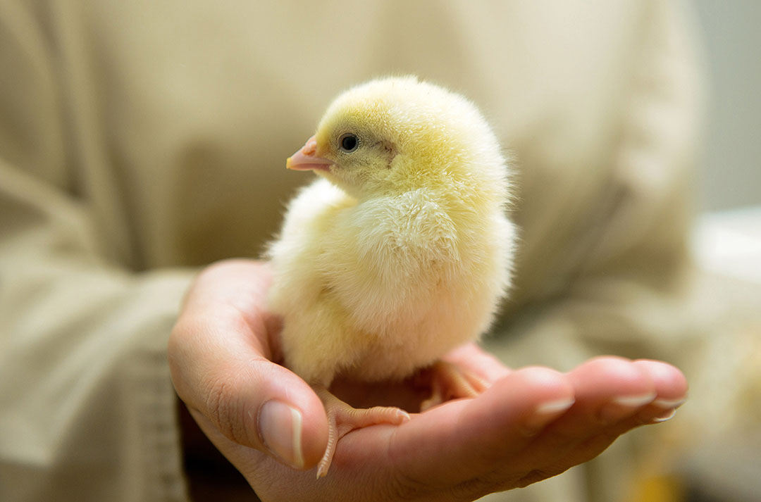 Photo: Shutterstock