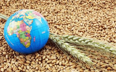 Latest wheat and grain forecasts for 2016/17. Photo: Shutterstock