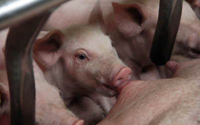 Cumulative benefits of live yeast on sows and piglets. Photo: Phileo