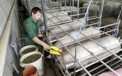 Linking nutrient requirements with animal health