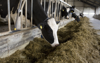 Study: Feeding wheat to cattle without causing acidosis
