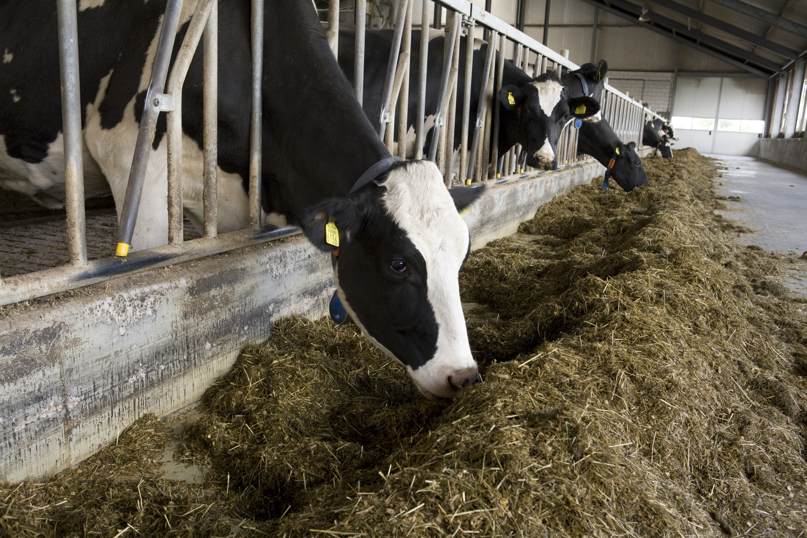 Study: Feeding wheat to cattle without causing acidosis