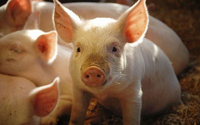 During weaning and during various pathogen stress events, spray-dried porcine plasma can help. Photo: APC