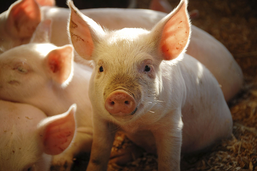 During weaning and during various pathogen stress events, spray-dried porcine plasma can help. Photo: APC