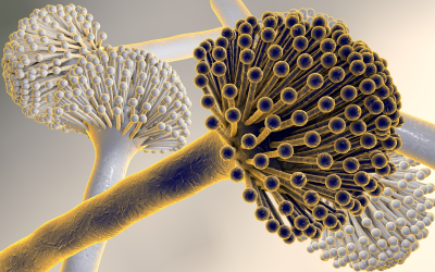 The fungi Aspergillus niger, which produce aflatoxins. [Photo: Shutterstock]