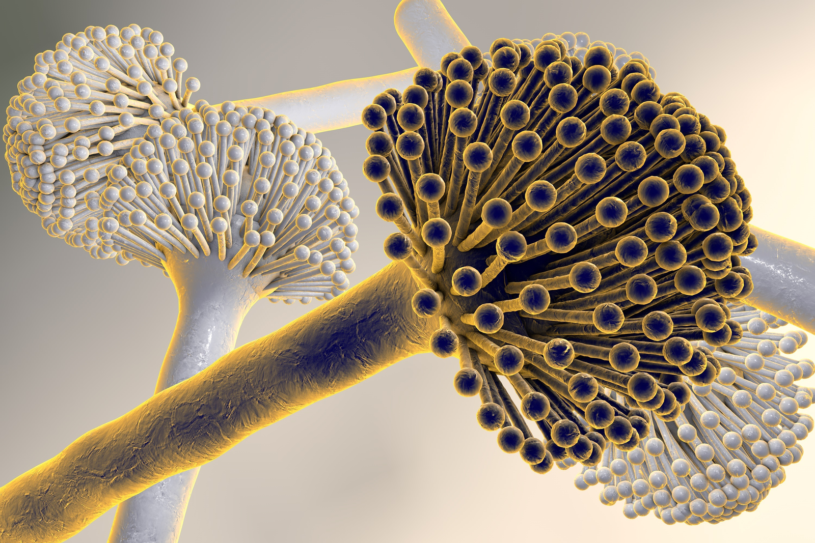 The fungi Aspergillus niger, which produce aflatoxins. [Photo: Shutterstock]