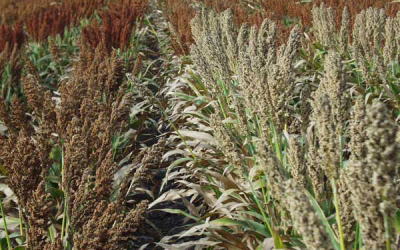 Sorghum possible new ethanol crop