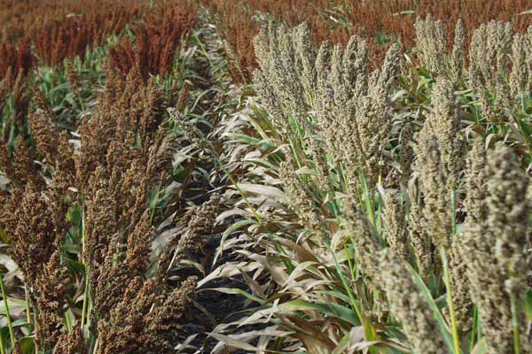 Sorghum possible new ethanol crop