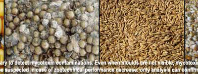 Mycotoxin analysis helps to understand the problem