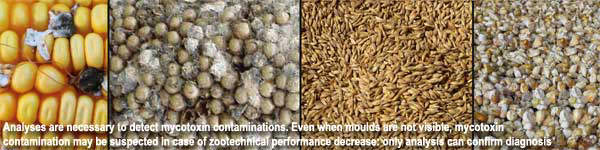 Mycotoxin analysis helps to understand the problem