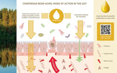 Dual function of resin acids in the intestinal tract: They protect the epithelial barrier and support the growth of beneficial microbiota. Photo: Hankkija Oy